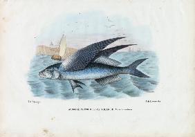 Tropical Two Wing Flyingfish 1863-79