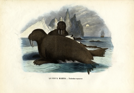 Walrus von Raimundo Petraroja