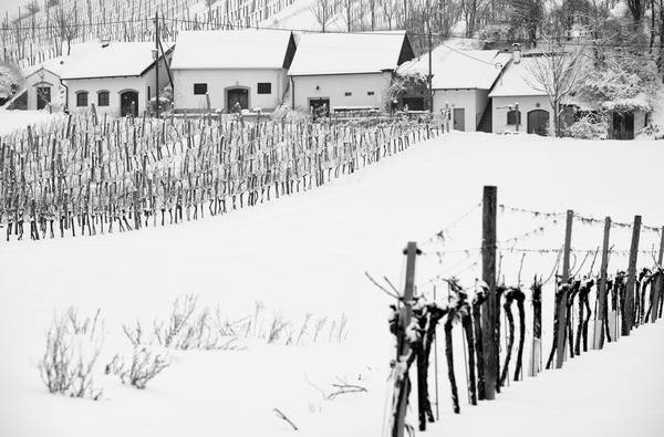 Kellergasse und Weinberg im Winter von Robert Kalb