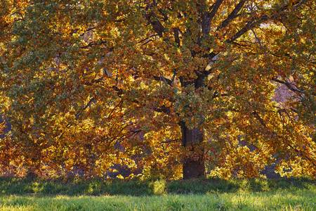 Herbstlich bunte Baumkrone im Gegenlicht 2015