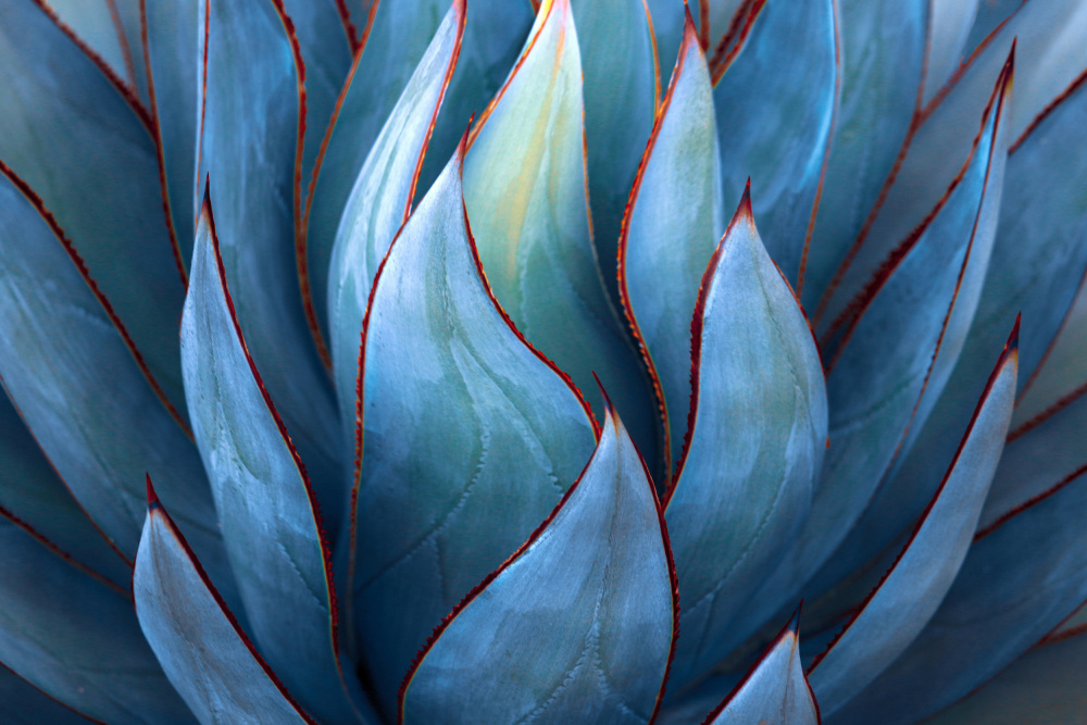 Blaue Agave-Zusammenfassung von Robin Wechsler