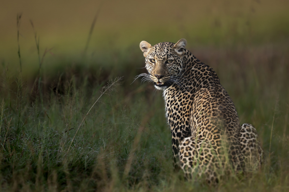 Afrikanischer Leopard ... von Roshkumar