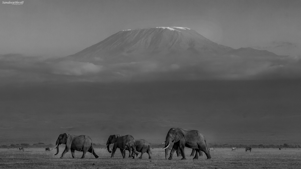 Amboseli-Elefanten und der Kilimandscharo von Sandeep Shroff