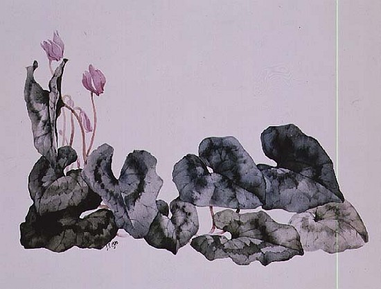 Cyclamen Neapolitarum  von Sarah  Creswell