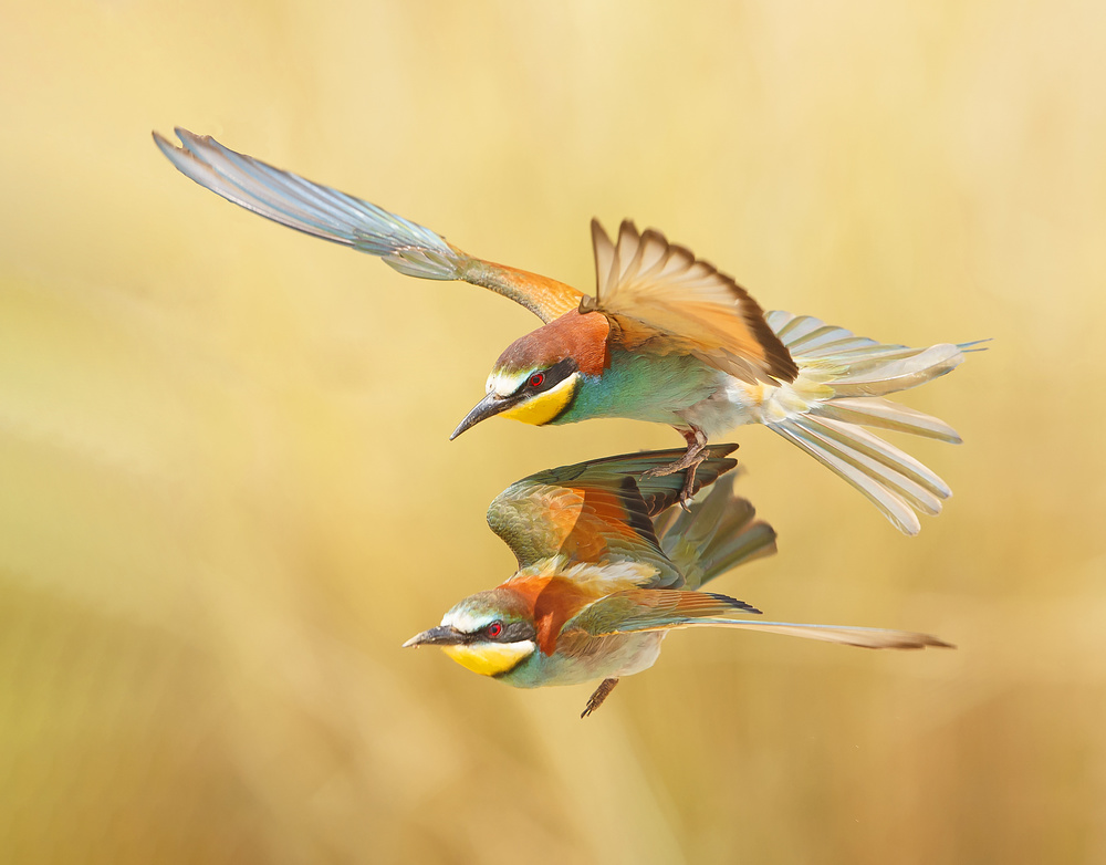 Bienenfresser - Paar fliegt zusammen von Shlomo Waldmann