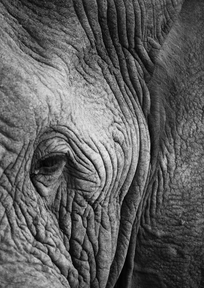 Elefantenstudie von Shot by Clint