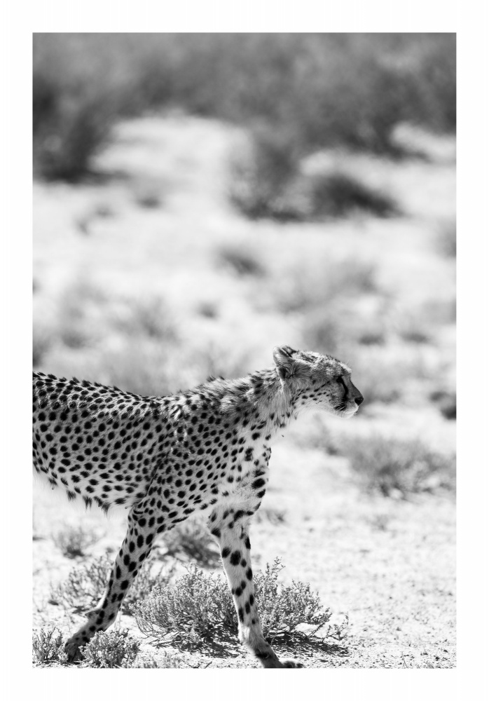 Safari Katjpg von Shot by Clint