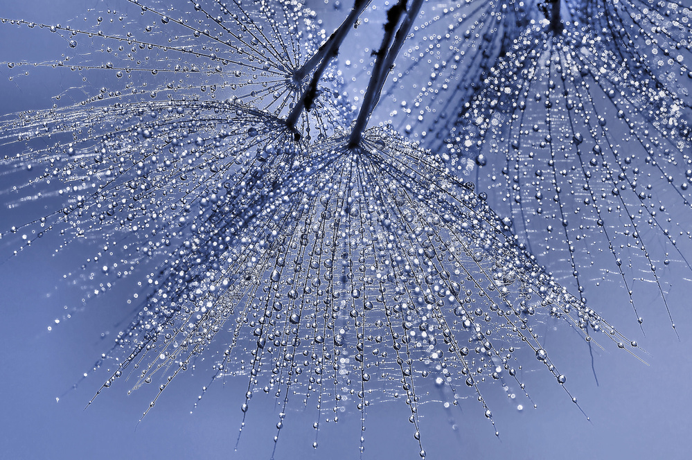 Regenschirme... von Thierry Dufour