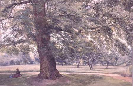 Study of an Elm Tree von Thomas Collier
