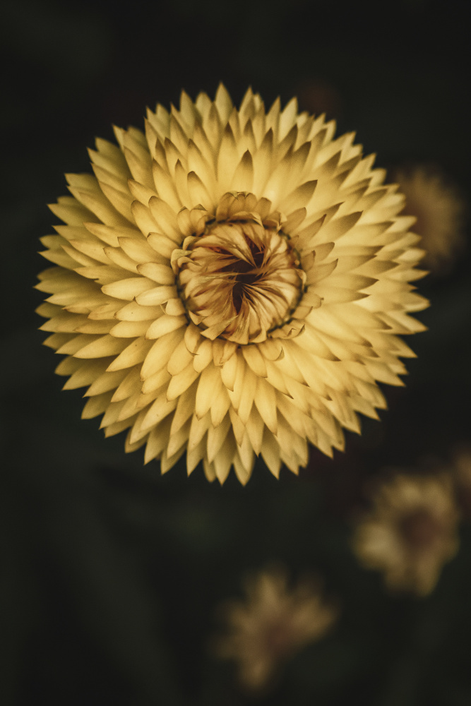 Gelbe Blumenstruktur von Tim Mossholder