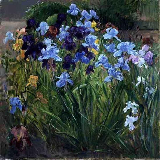 The Iris Bed, Bedfield, 1996 (oil on canvas)  von Timothy  Easton