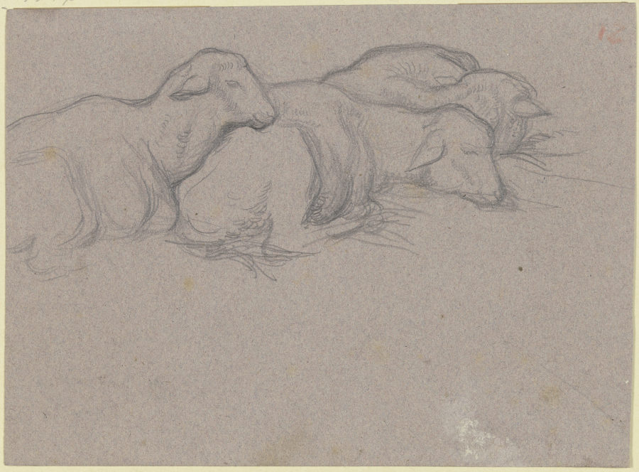Drei beieinander liegende Schafe nach rechts von Victor Müller
