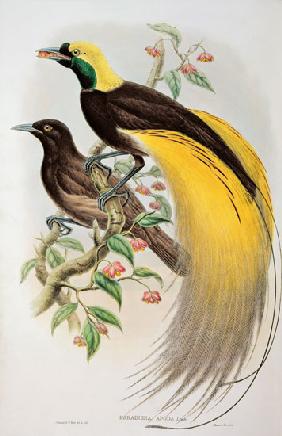 Bird of Paradise: Greater, Paradisaea Apoda Paradisaea
