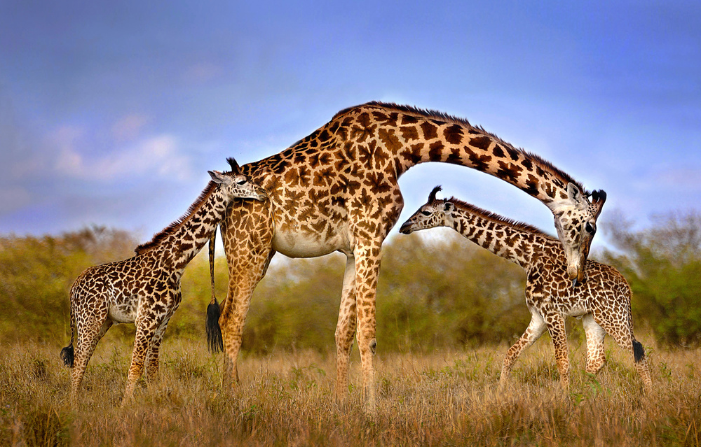 Giraffe mit Jungen von Xavier Ortega