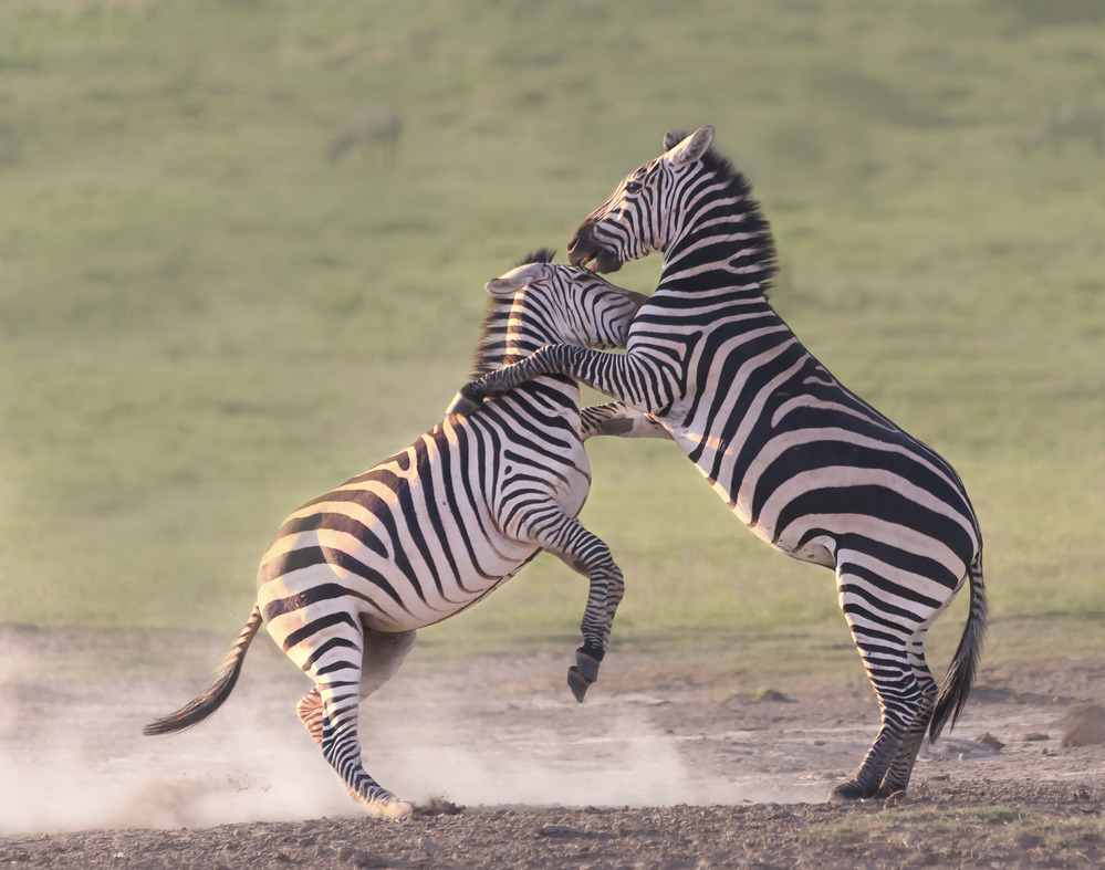 Zebras kämpfen von Yun Wang